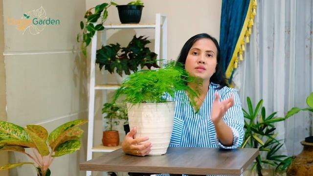 Cara perawatan Asparagus Setaceus смотреть онлайн