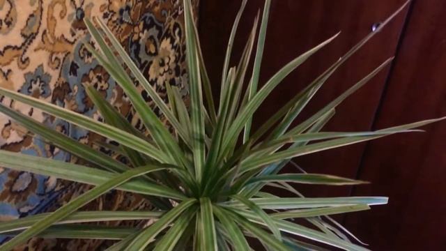 Драцена пестролистная. смотреть онлайн