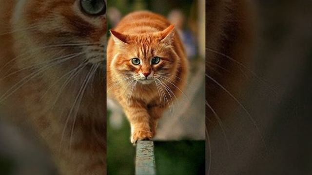 Кошачий вальс смотреть онлайн