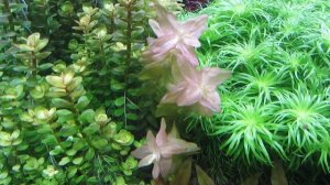 Удобрения для аквариума на осмосе. В чем разница. Сколько лить.