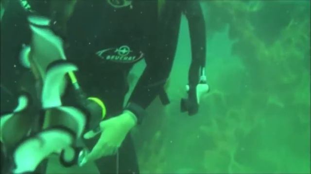 Испанский танцор (уникальный моллюск) в движении