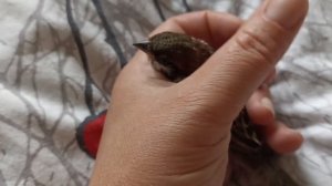 как отмыть птицу или другое живое существо от мазута.