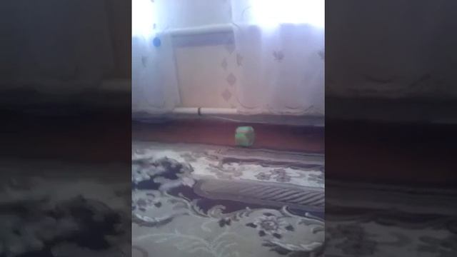 Колесо для хомяка)своими руками? смотреть онлайн