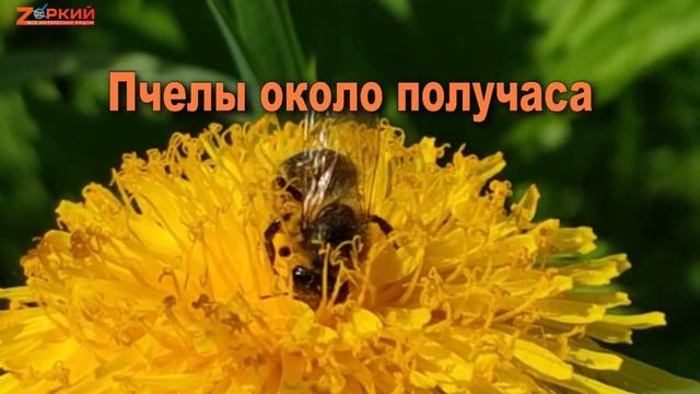 Как пчелы собирают и делают мед: Любопытный процесс сбора и интересные факты из жизни пчел смотреть онлайн