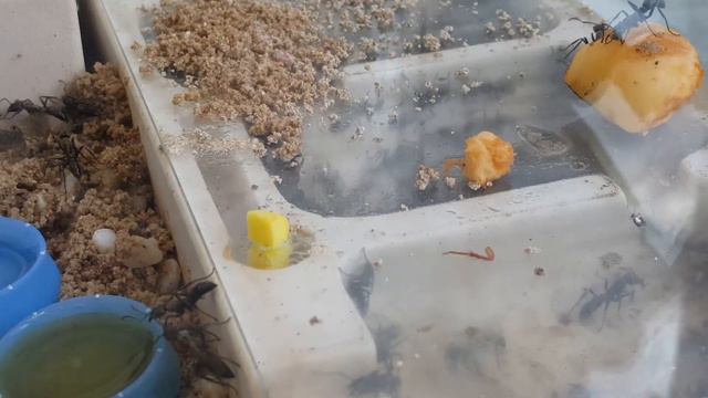 Муравьи (Neoponera Villiosa)