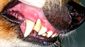 Класс Млекопитающие. Строение