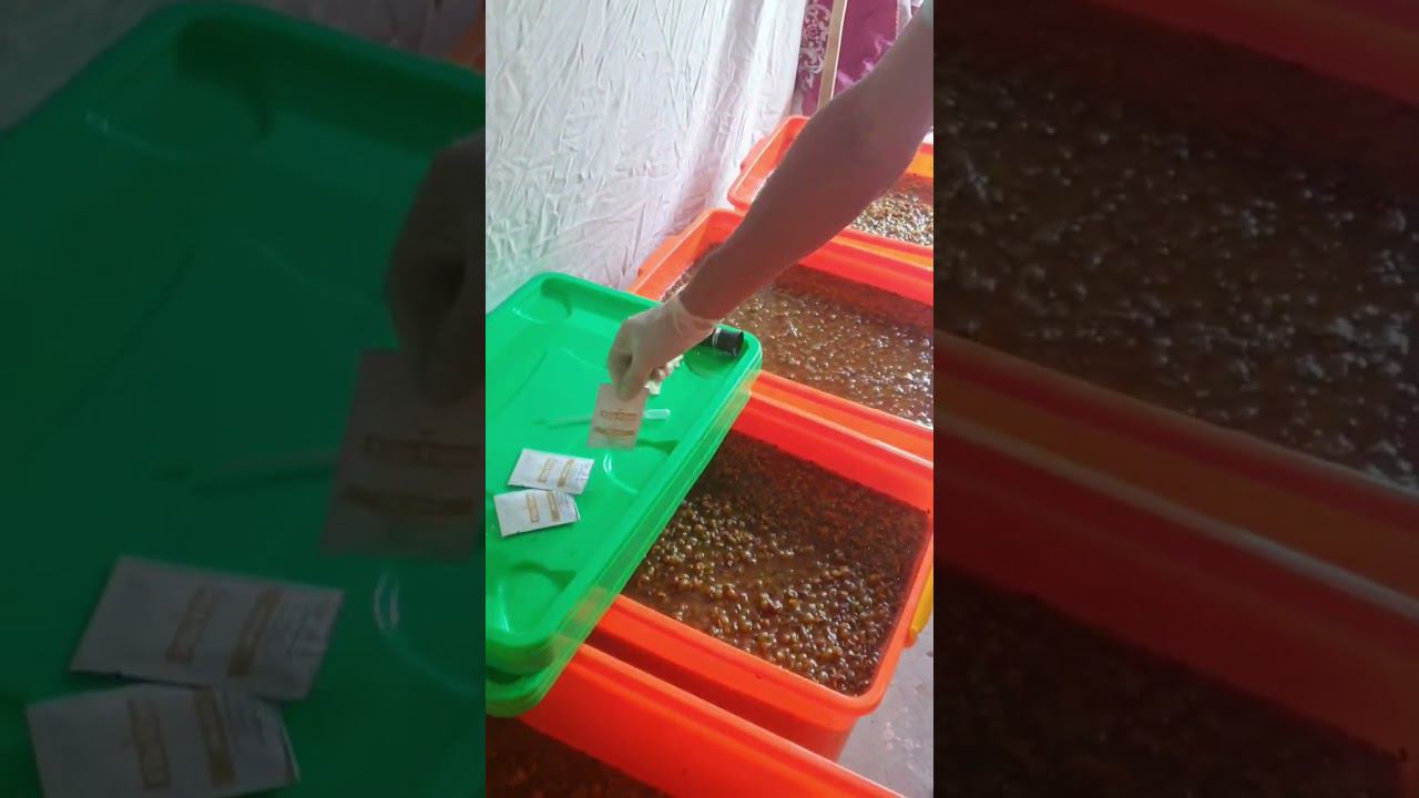 Начало сезона Виноделия. Шардоне и мускат Оттонель