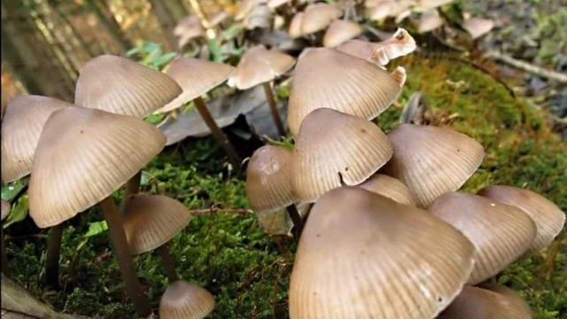 Helmovka pařezová Mycena tintinnabulum смотреть онлайн