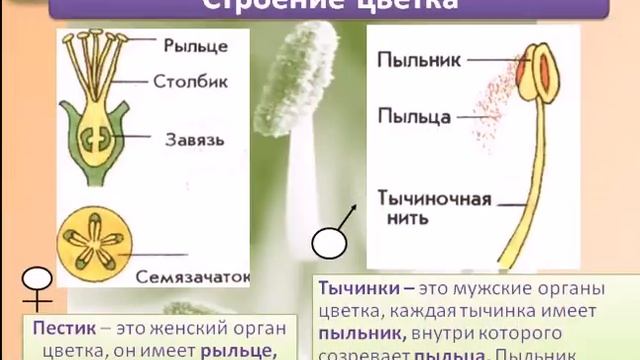 Строение цветка смотреть онлайн