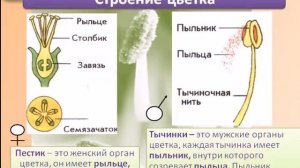 Строение цветка