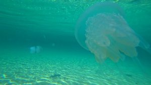 Крым! Ядовитые медузы Крыма - синие опасные ядовитые медузы Черного моря