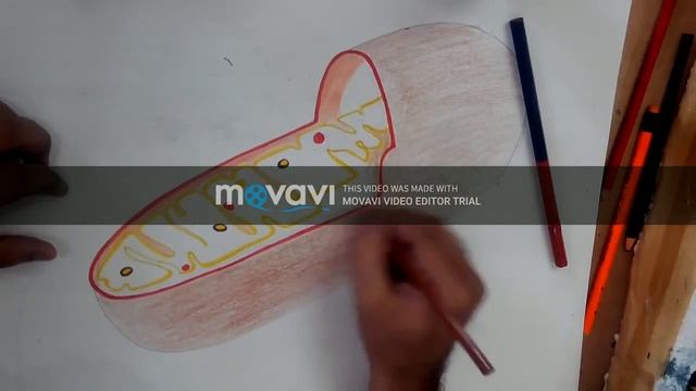 how to draw mitochondria смотреть онлайн