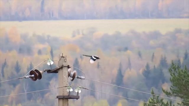 Сорока в октябре смотреть онлайн
