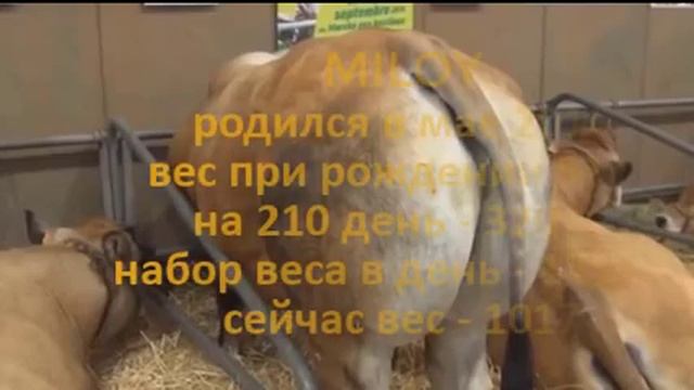 Быки - богатыри