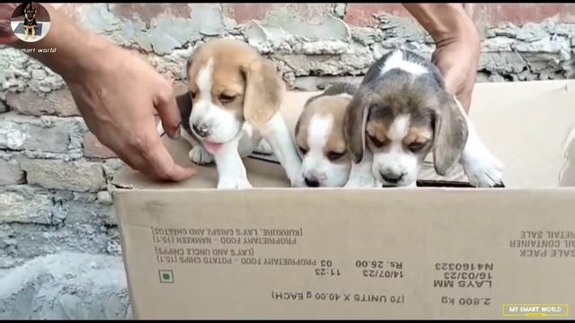 50% discount on Beagle | Urgent sale beagle puppies смотреть онлайн