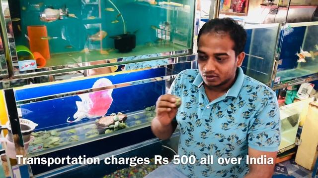 Turtles in Bangalore | Turtles for Sale | Karnataka Aquarium | Turtles for Sale in India |Turtlesho смотреть онлайн