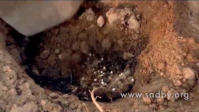 Лилия и лилейник: как отличить и посадить? смотреть онлайн