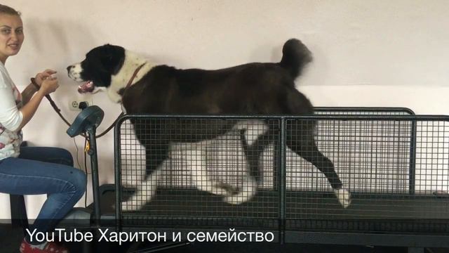 Классические движения среднеазиатской овчарки (алабая) смотреть онлайн