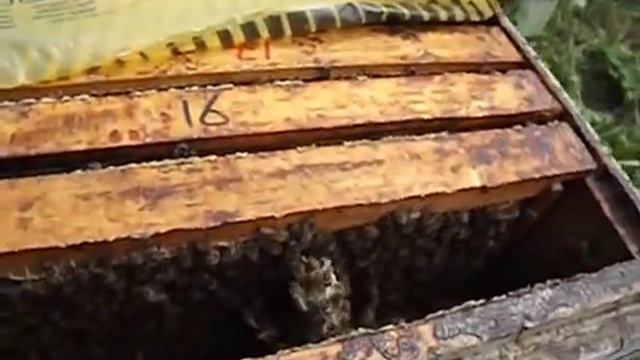 как на улей лучше ставить магазин ? смотреть онлайн