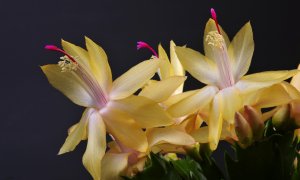 Шлюмбергера декабрист РЕЛАКС АРТ-ТЕРАПИЯ ИМПРОВИЗАЦИЯ композитор Виктор Анохин #музыка #piano #цветы