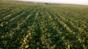 Гербицид на подсолнух Гелиантекс