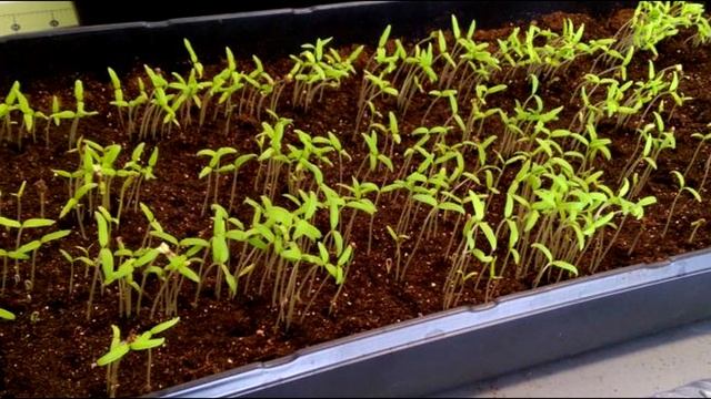 Через сколько дней после появления всходов нужно пикировать рассаду томатов?