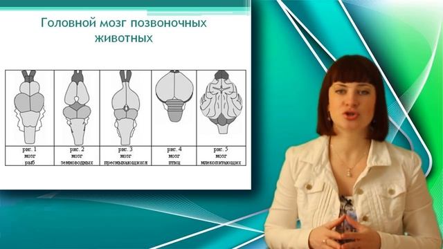 Тип хордовые. Уроки Биологии Онлайн. смотреть онлайн