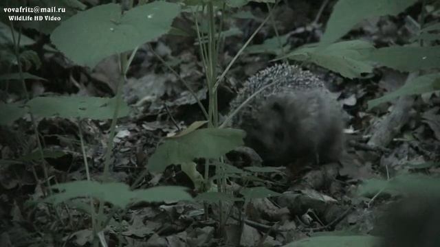 Erinaceus europaeus Ёж обыкновенный Moscow HD смотреть онлайн