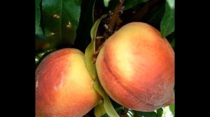 Зимостойкий колоновидный персик  Золотой триумф