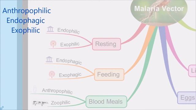 Malaria Vector Anopheles Mosquito смотреть онлайн