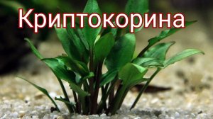 Криптокорина. Содержание и виды.