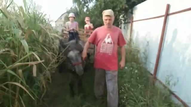 ПРО ШЕТЛЕНДСКИХ ПОНИ — ОПИСАНИЕ ПОРОДЫ| #ПОНИ смотреть онлайн