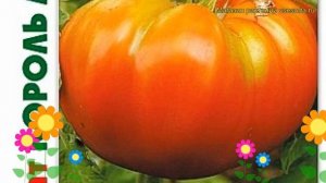 Томат Король Лондона. Краткий обзор, описание характеристик solanum lycopersicum Korol Londona