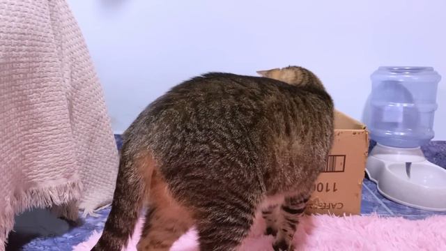 先住猫と赤ちゃん子猫が目を離した隙に大接近！そのあと緊急事態に… смотреть онлайн