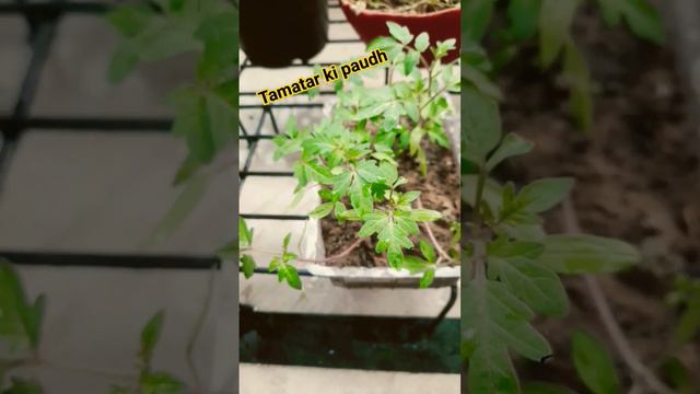 #shortsviral #gardenplants #shortsfeed #gardening #kitchengardening #tomatoplants смотреть онлайн