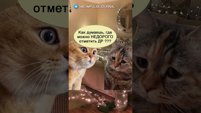 Сегодня праздник #мыкотики #вмем #разговор #анекдот #шутки #коты #юмор #смешное #прикольно #мемы #ca смотреть онлайн