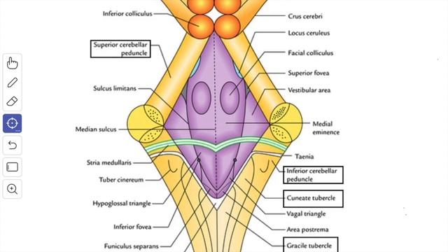 Fourth Ventricle of the Brain | Boundaries | Recesses | Angles | Features of Rhomboid Fossa | смотреть онлайн