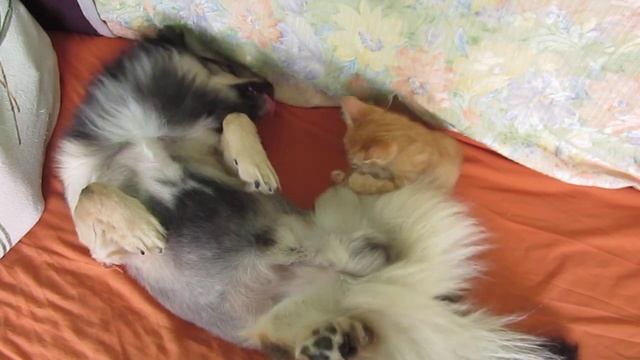 Наглая Рыжая Морда и Пес, познавший дзен :) смотреть онлайн