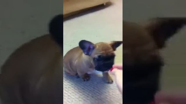 Щенок Французского бульдога учит команды смотреть онлайн