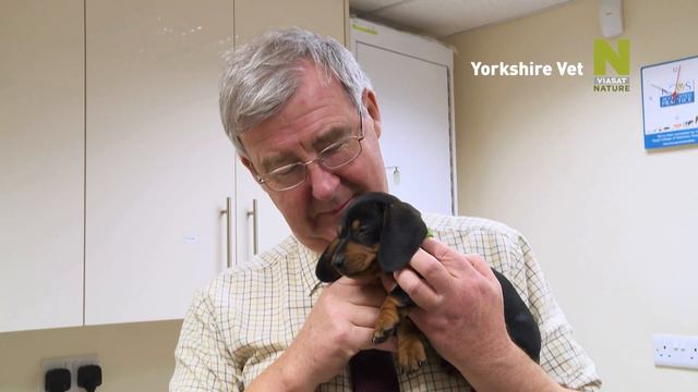 Ветеринар из Йоркшира - смотри на Viasat Nature