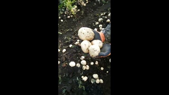 Юг России копает-на Урале Ривьера созревает. смотреть онлайн