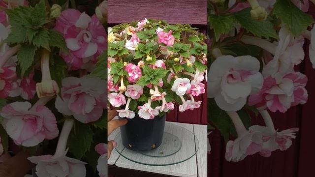 ахименес "Lemon Orchard" смотреть онлайн