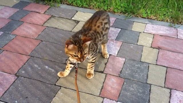 Тигрик смотреть онлайн