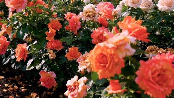 Роза Изи Даз Ит (Флорибунда) - Easy Does It (Harkness, 2010)