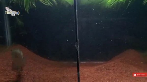 review chana + update hasil treatment chana limbata wc