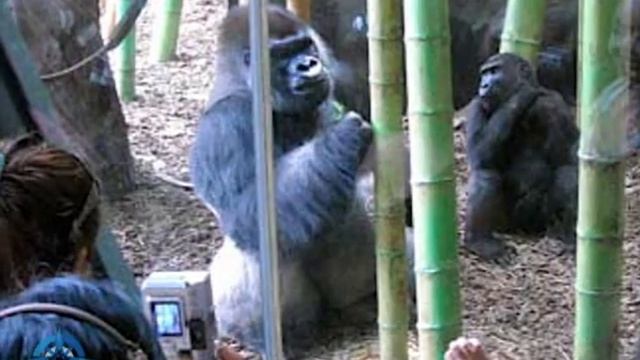 Chicago's Lincoln Park - tour sample смотреть онлайн