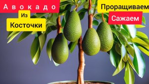 Как вырастить авокадо из косточки