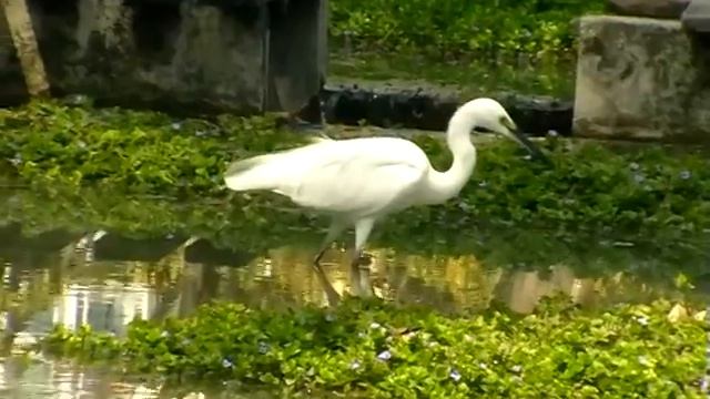 Малая белая цапля. Little Egret. Egretta garzetta смотреть онлайн