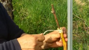 Прививка Винограда. Прививка  Черенком в расщеп. Чёрное в Чёрное. (Италия).