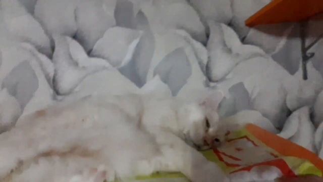 Мейн кун. Кормление. смотреть онлайн